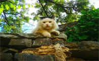 猫感冒可以吃阿莫西林消炎吗吃多少