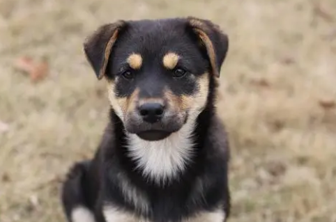 四眼犬的饲养方法与注意事项