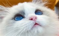 猫咪为什么蹲着看我眼睛呢