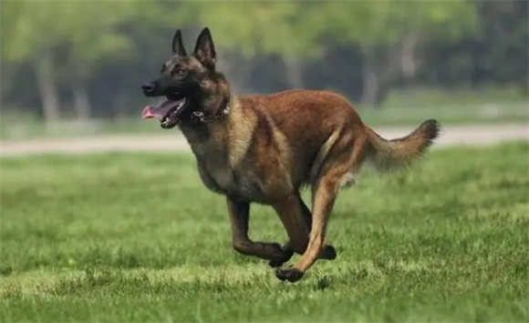没有狗粮如何训练马犬狗呢? 没有狗粮如何训练马犬狗呢?