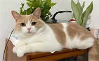猫咪为什么咬我的鼻子睡觉呢