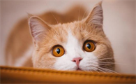 猫咪为什么注视主人呢