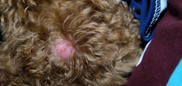 泰迪犬得了皮肤病怎么办啊