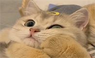 猫咪喜欢装床底是为什么原因