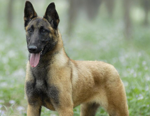 马利诺斯犬怎么养?感兴趣的看过来 马利诺斯犬怎么养?感兴趣的看过来