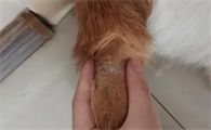 猫咪尾巴上长了一个肿块是怎么回事啊
