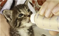 猫咪为什么要喂奶粉呢
