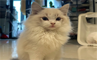 为什么喜欢站立的猫咪呢