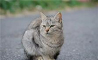 猫咪吃的突然少了为什么不吃了