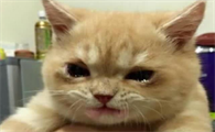 猫咪每天都想哭是为什么呢