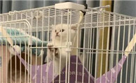 猫为什么喜欢进猫笼啊