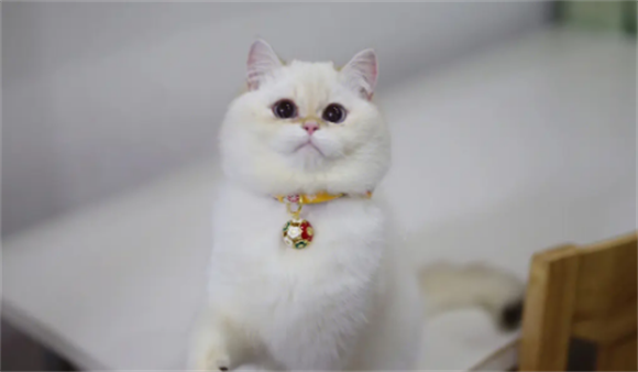 从金点猫的这几个方面，来判断品种是否纯正