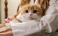 猫瘟潜伏期有多久时间啊
