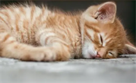 猫咪为什么趴床上睡觉不动啊