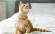 猫咪为什么身上会变香呢