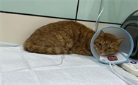 猫咪肾衰三期可以活多久啊