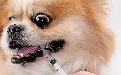 petsen宠物药:为爱宠的健康保驾护航 petsen宠物药:为爱宠的健康保驾护航