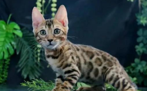 孟加拉猫是哪个国家的
