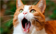 猫咪为什么张开嘴透气呢