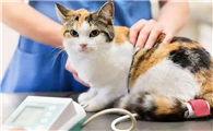猫咪为什么吃用过的套套怎么办