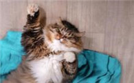 猫咪为什么喜欢踢玩偶腿的原因