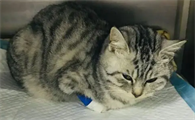 猫传腹一般潜伏多久