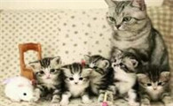 星期猫就是猫瘟吗