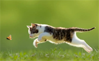 猫咪为什么老是大声叫唤怎么回事