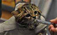 皮堡斯猫多大一只