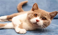 猫几个月开始认主人
