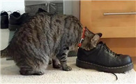 猫为什么嗅主人鞋子啊