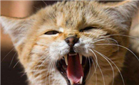 猫咪为什么会有节奏的叫呢