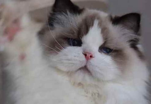 张宝彤布偶猫舍最便宜的猫多少钱 张宝彤布偶猫舍最便宜的猫多少钱