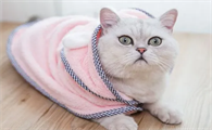 猫咪为什么喜欢用毛巾擦身体