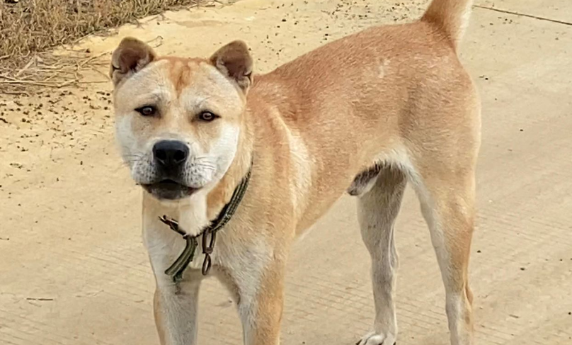 从江五短土猎犬图片