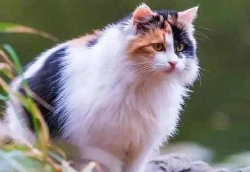 小三花猫多少钱一只 小三花猫多少钱一只