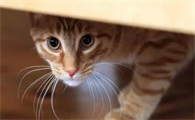 小猫害怕求饶的表现是什么