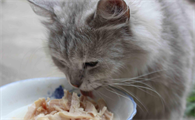 咔滋宠物食品怎么样？