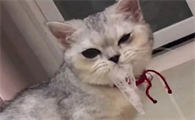 猫吃了药有点吐白沫怎么回事