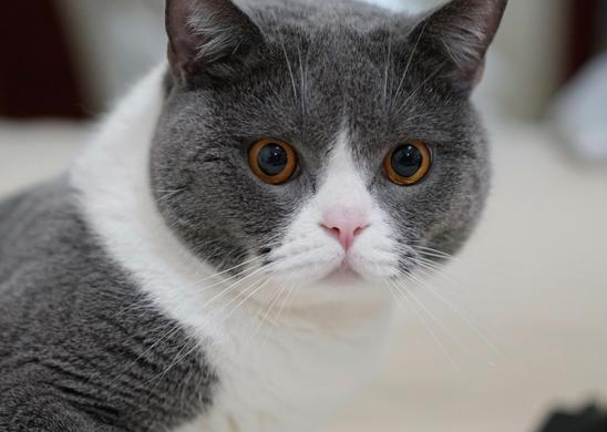 汤姆猫原型是哪种猫