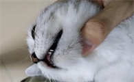 猫咪的下巴为什么黑黑的