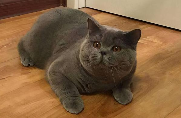 沙特尔蓝猫算是聪明猫嘛 沙特尔蓝猫算是聪明猫嘛