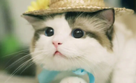 猫咪为什么要喝伊丽莎白水