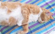 猫咪几个月可以生育呢