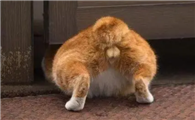 猫咪为什么会摇臀股呢