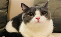 肖战的猫叫什么名字是什么品种