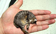 皮堡斯小猫灭绝了吗