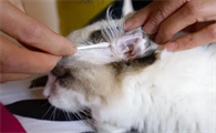 猫耳螨怎么治疗