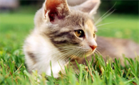 猫咪舔舐青苔就叫唤什么情况啊怎么办