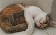 猫咪为什么躺在腿上晕倒呢